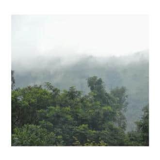 Stay In A Homestay In Chikmagalur Estate Mallandur, Chikmaglur 2